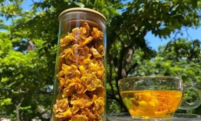 Tác dụng của trà hoa vàng hữu cơ tại Hải Phòng
