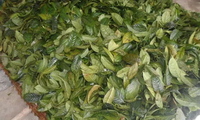 Tác dụng của trà hoa vàng nguyên bông tại Đắk Nông