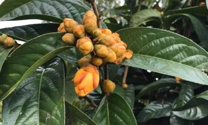 Tác dụng của trà hoa vàng tự nhiên tại Yên Bái