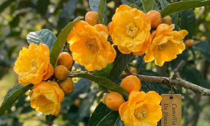Tác dụng của hoa trà vàng sấy thăng hoa bồi bổ cơ thể suy nhược