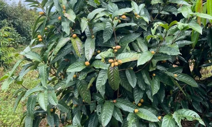 Tác dụng của trà hoa vàng tự nhiên tại Cao Bằng