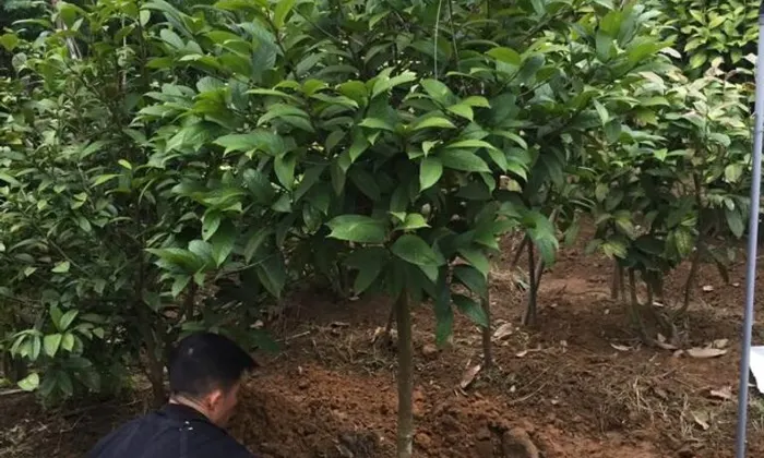 Tác dụng của trà hoa vàng cao cấp tại Long An