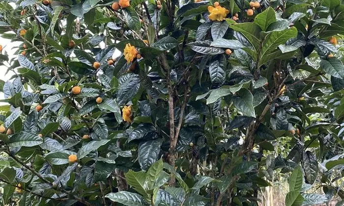 Tác dụng của nụ trà hoa vàng tại Cà Mau