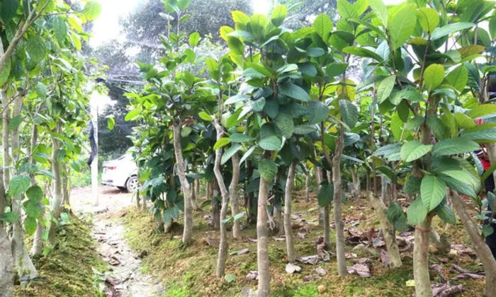 Tác dụng của trà hoa vàng túi lọc tại Quảng Ngãi
