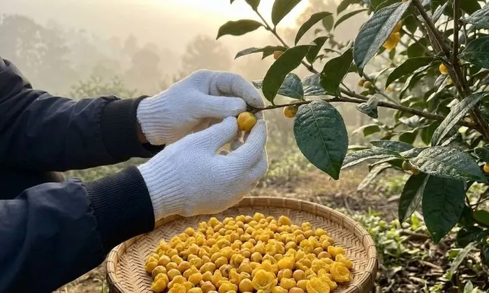 Tác dụng của trà hoa vàng rừng Đạ Huoai tại Hà Nam