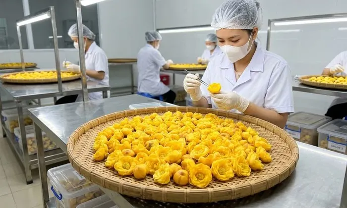 Tác dụng của trà hoa vàng túi lọc tại Lai Châu