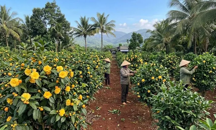 Công dụng của trà hoa vàng thanh nhiệt giải độc mùa hè