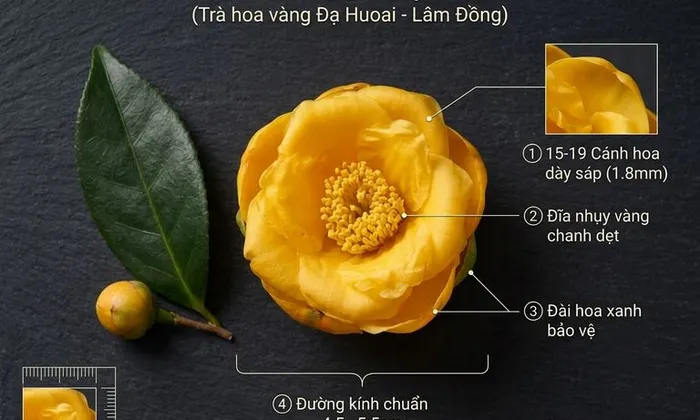 Tác dụng của trà hoa vàng túi lọc làm quà mừng thọ ông bà