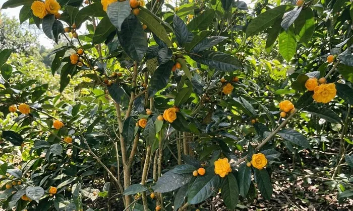 Tác dụng của lá trà hoa vàng tại Bến Tre