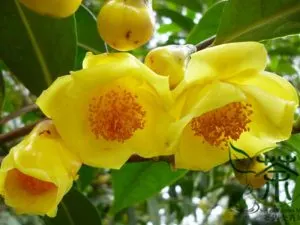 Trà hoa vàng – Đặc điểm, công dụng, cách dùng và giá bán