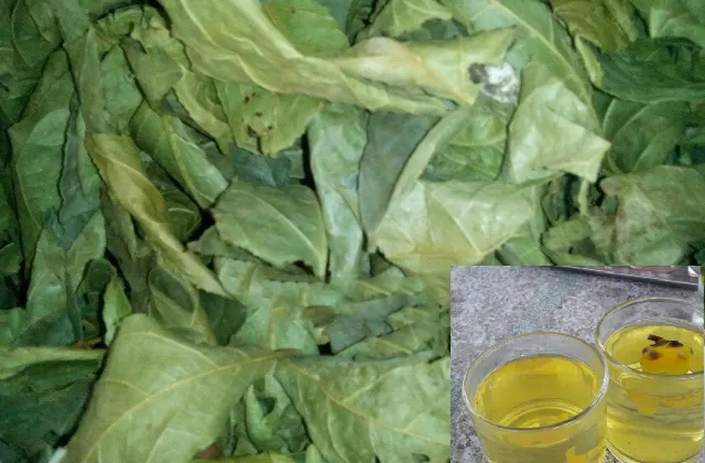 Lá trà hoa vàng khô