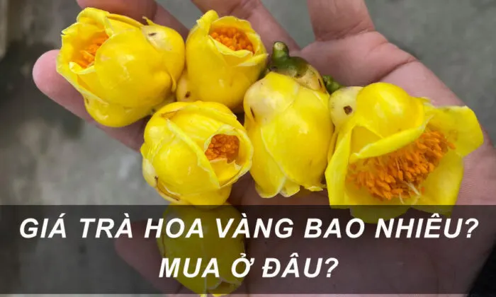 Giá bán trà hoa vàng (Đạ Huoai) Lâm Đồng