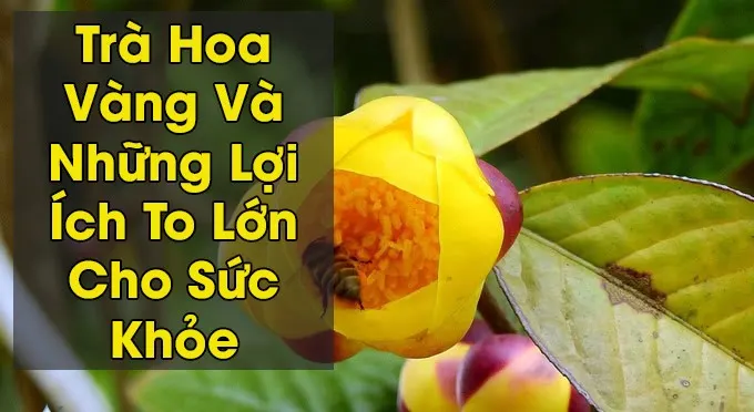 Trà hoa vàng – Nữ hoàng của các loại trà với những công dụng quý tuyệt vời nhất ở (Đạ Huoai) Lâm Đồng