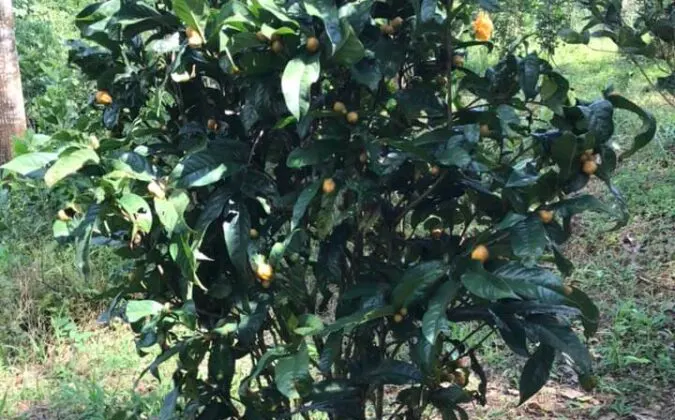 Tác dụng của lá trà hoa vàng