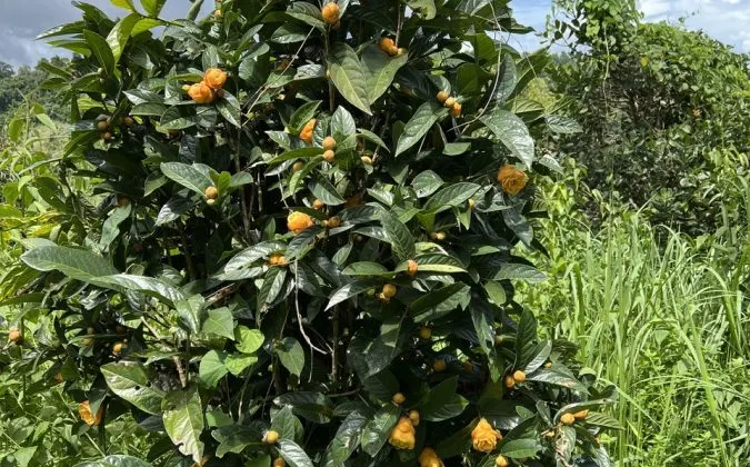 Tổng quan về cây Trà Hoa Vàng