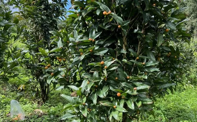 Trà Hoa Vàng là một giống cây trồng quý hiếm quá đẹp để làm cảnh và có giá trị dược liệu