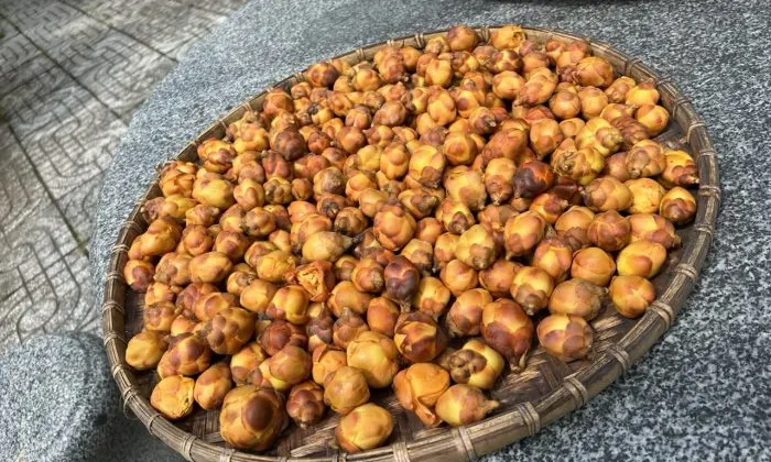 Giống cây trà hoa vàng – đặc điểm nhận biết