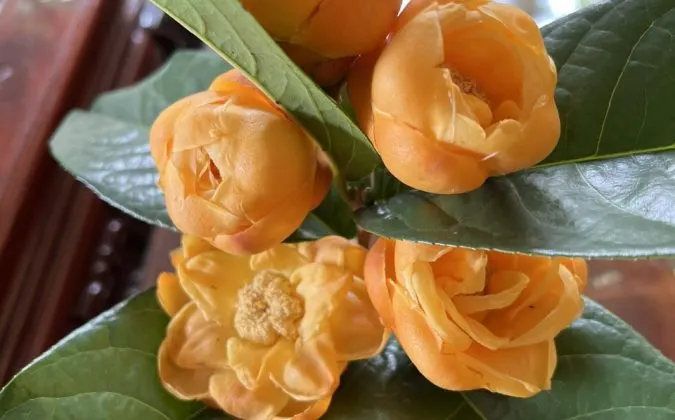 Những Tác Dụng Thần Kỳ Của Trà Hoa Vàng