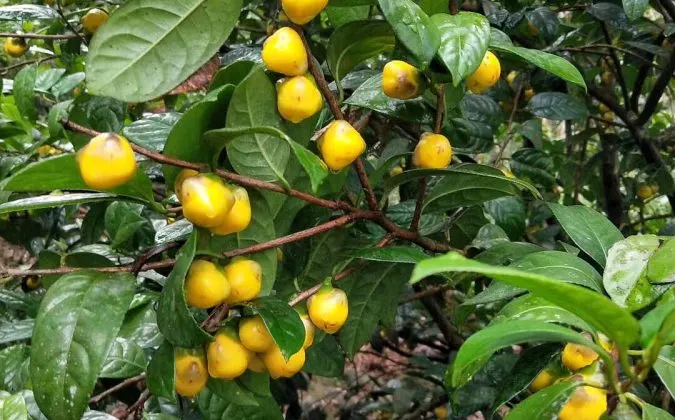 kỹ thuật giâm cây trà hoa vàng thiên nhiên