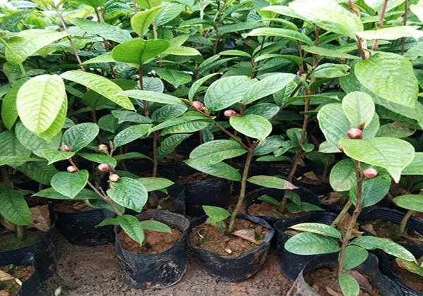 trồng trà hoa vàng ocop thiên nhiên
