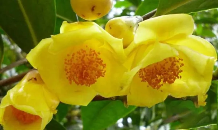 trồng giống cây chè hoa vàng thiên nhiên