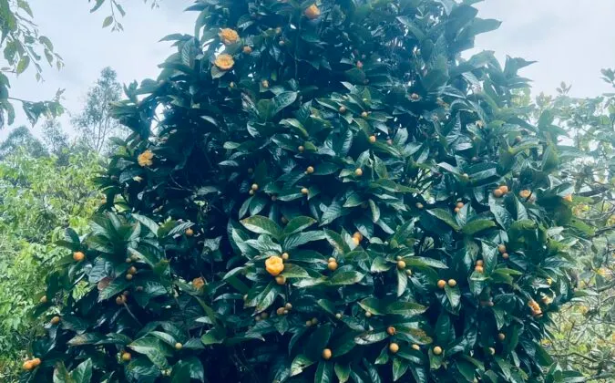 So sánh các thương hiệu trà hoa vàng