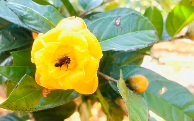 Loài cây nhà giàu coi như báu vật, trồng đâu lộc đó, tiền tụ như mây kéo