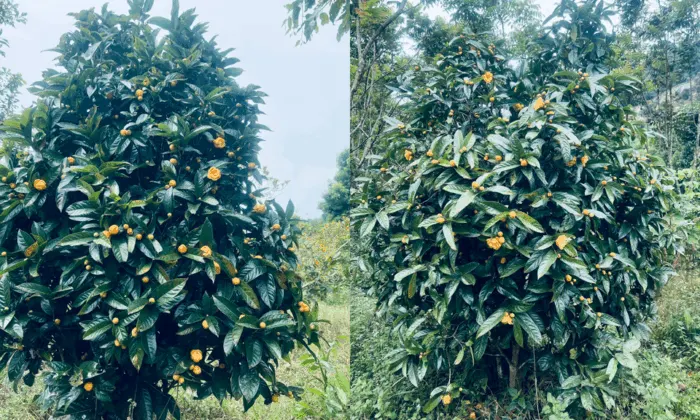 Camellia dormoyana – Trà hoa vàng quý hiếm tại Lâm Đồng