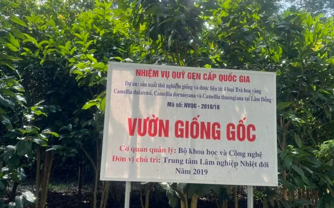 So sánh kết quả kiểm nghiệm “Trà hoa vàng túi lọc” 10/2025 với các QCVN