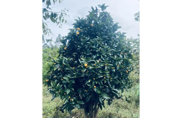 Cây Trà Hoa Vàng