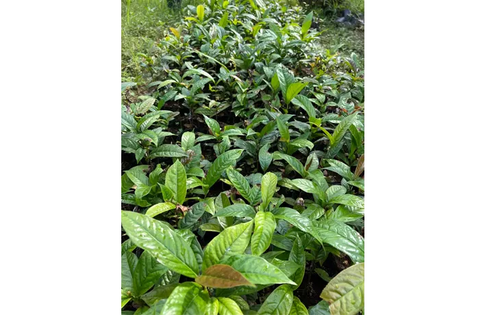 Cây giống Trà Hoa Vàng