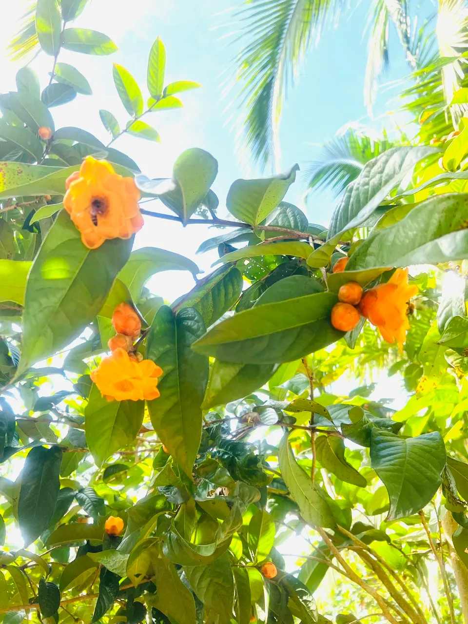 Cây giống Trà Hoa Vàng