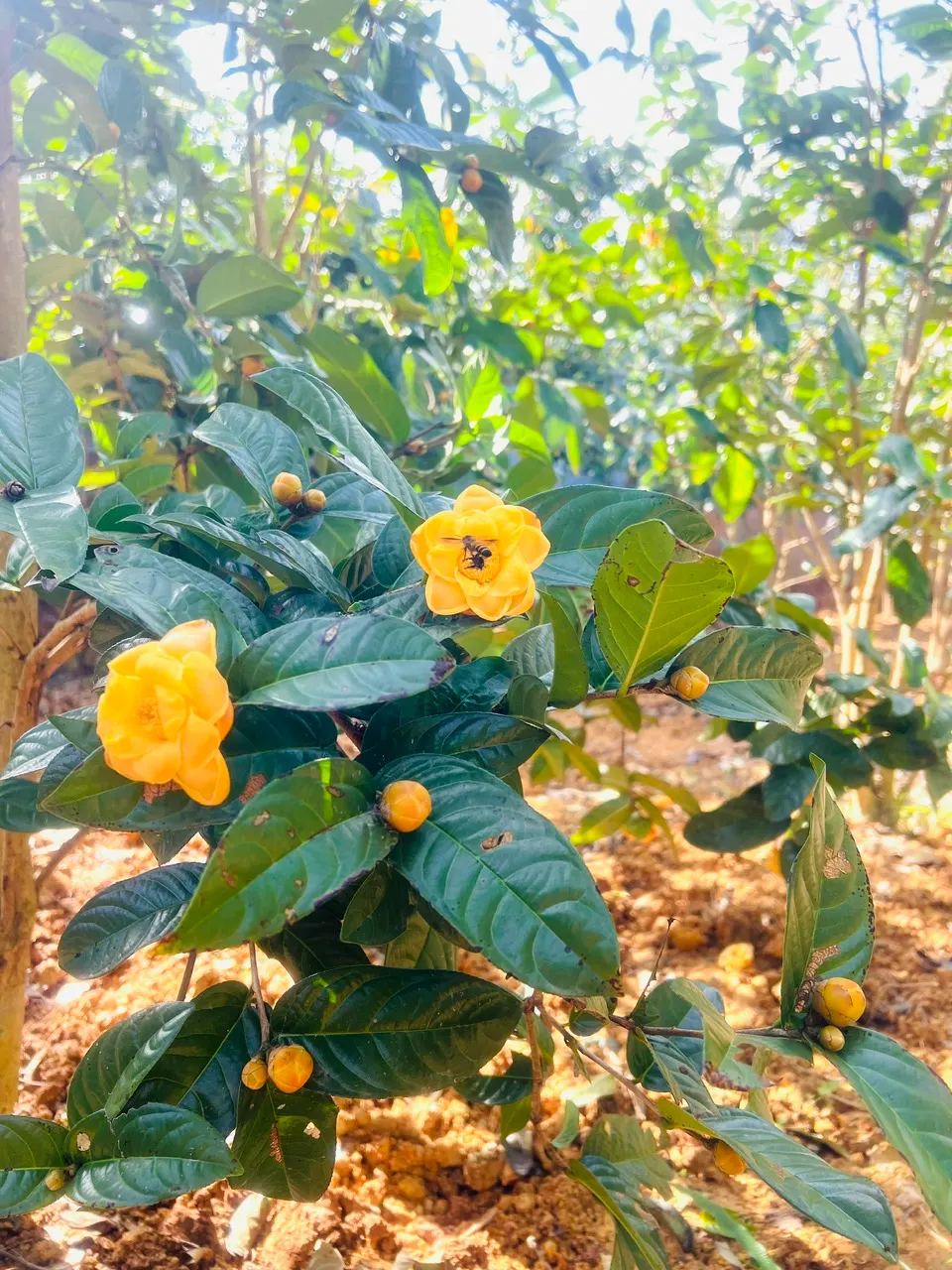Cây giống Trà Hoa Vàng