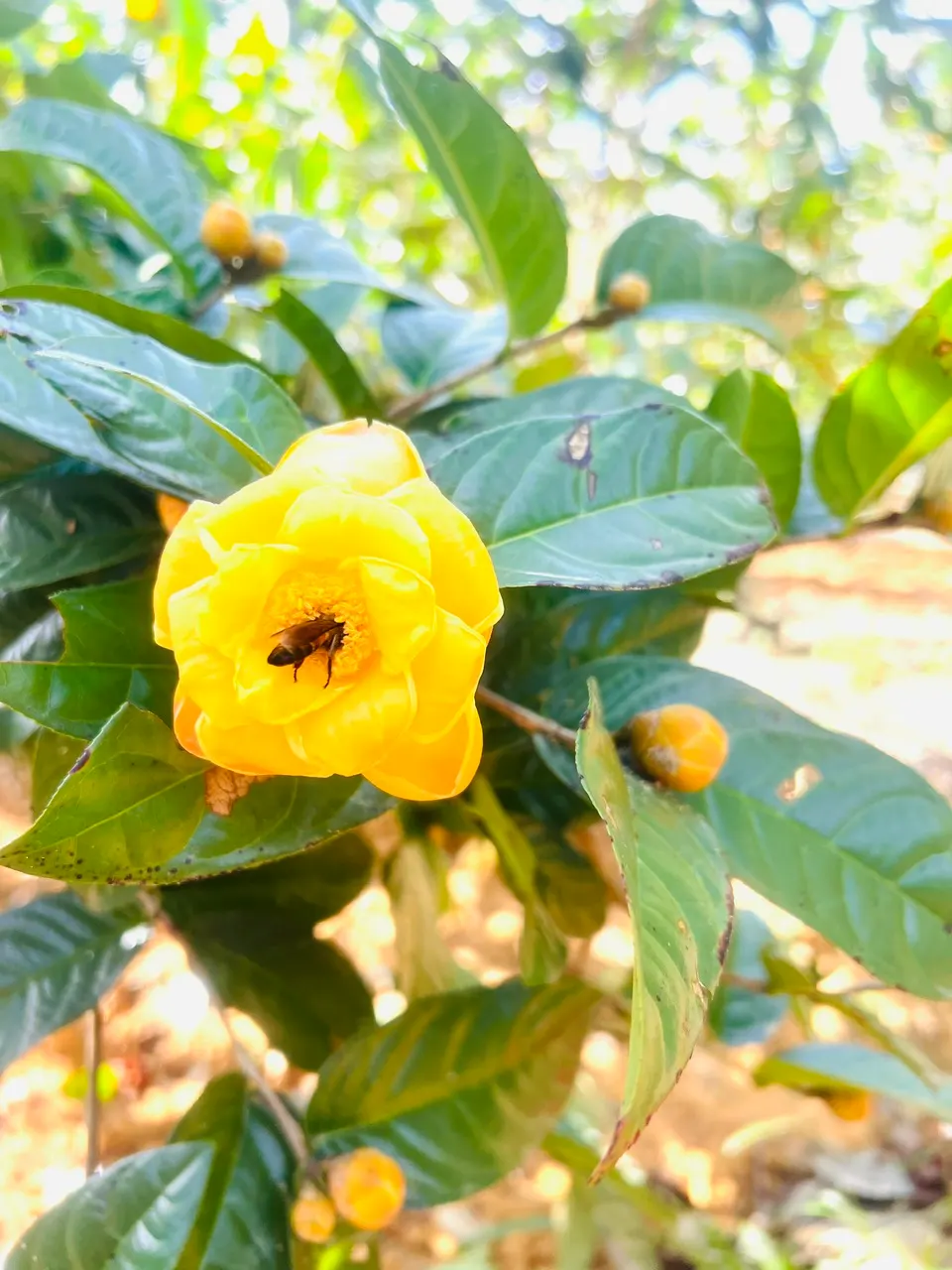 Cây Trà Hoa Vàng