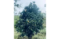 Cây Trà Hoa Vàng thumb 1