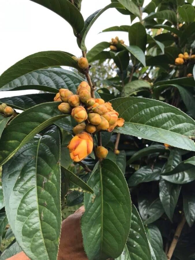 Tác dụng của trà hoa vàng hữu cơ tại Hải Phòng - Trà Hoa Vàng có mấy loại? Tại sao nên chọn Trà Hoa Vàng Trịnh Anh?