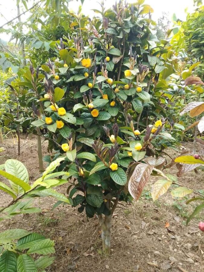 Tác dụng của trà hoa vàng thượng hạng tại Tiền Giang - Trà hoa vàng – thức uống không đường cho người cần kiểm soát đường huyết