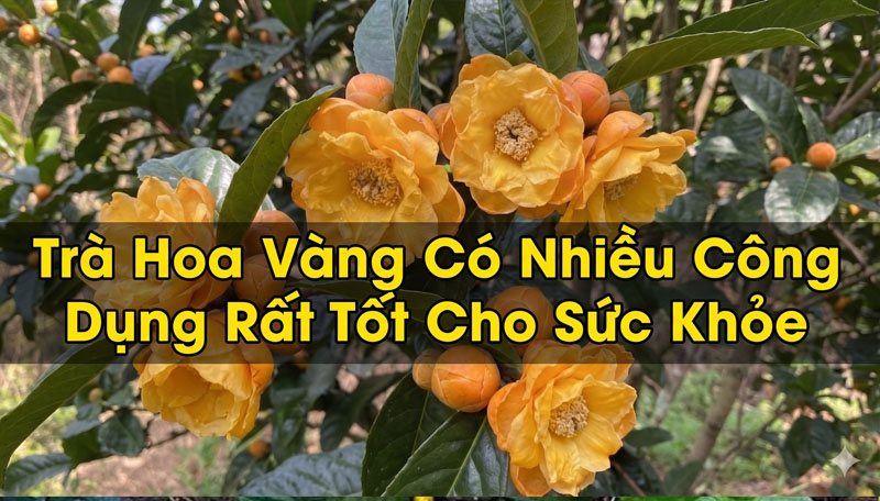 Tác dụng của trà hoa vàng túi lọc tại Lai Châu - Những lưu ý khi sử dụng kim hoa trà