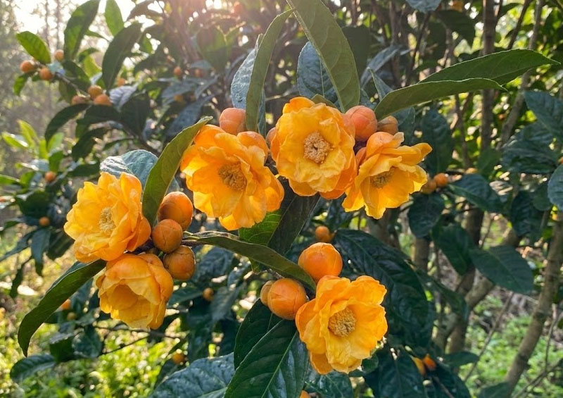 Tác dụng của trà hoa vàng nguyên bông tại Quảng Ngãi - Vì sao nên trồng trà hoa vàng trong nhà