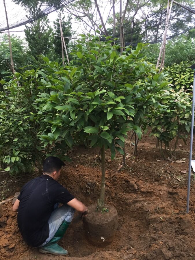 Tác dụng của trà hoa vàng thượng hạng tại Tiền Giang - Những nghiên cứu thú vị về các loài trà chi Camellia