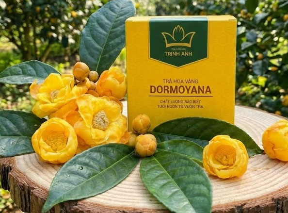 Tác dụng của trà hoa vàng tự nhiên tại Cao Bằng - Hiệu quả kinh tế trồng cây trà hoa vàng