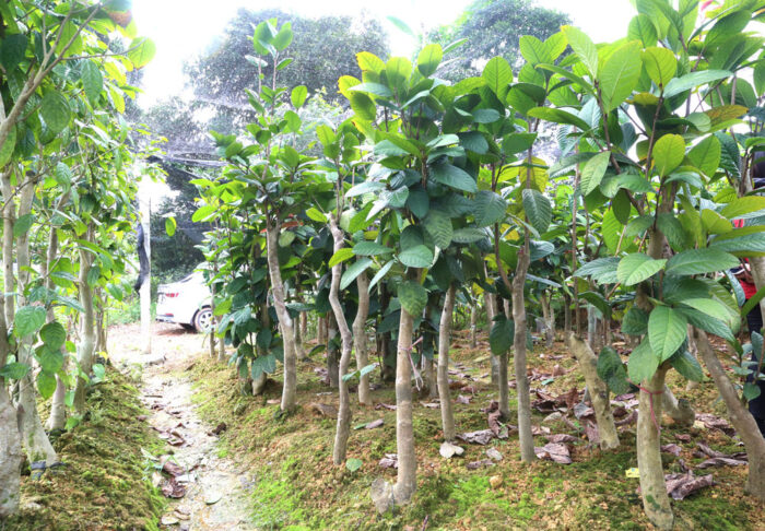 Tác dụng của trà hoa vàng Camellia dormoyana thanh nhiệt giải độc mùa hè - Mua giống trà hoa vàng Trịnh Anh ở đâu?
