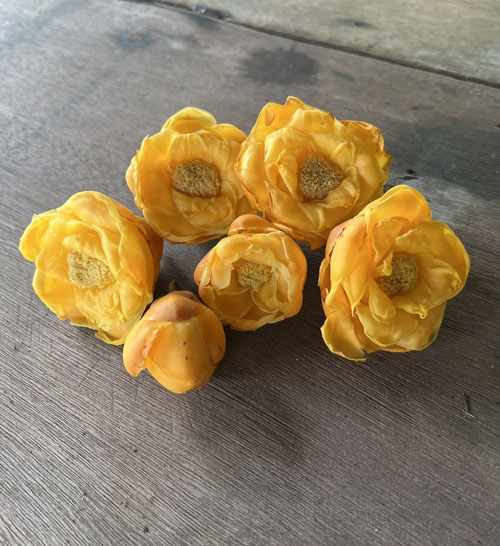 Tác dụng của trà hoa vàng hữu cơ tại Hải Phòng - Công dụng của búp trà hoa vàng