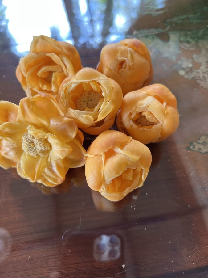 Tác dụng của trà hoa vàng rừng Đạ Huoai chính hãng giao nhanh toàn quốc - Cách pha búp trà hoa vàng