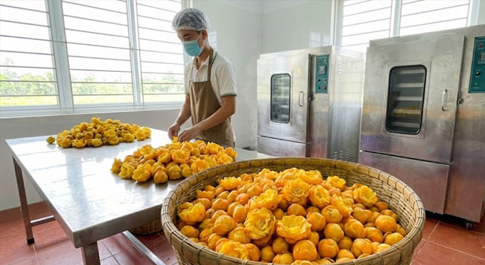 Tác dụng của trà hoa vàng hữu cơ tại Hải Phòng - Công dụng của trà hoa vàng theo kinh nghiệm dân gian