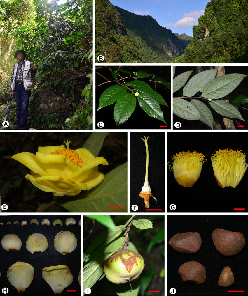 https://cdn.trahoavangtrinhanh.com/wp-content/uploads/2025/11/Camellia-mingii-SXYang-A-Habit-B-Habitat-C-Adaxial-leaves-D-Abaxial-leaves-E.jpg